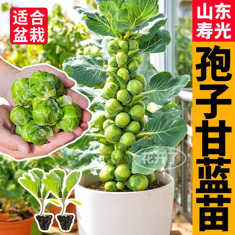 正宗孢子甘蓝苗秧高产耐寒