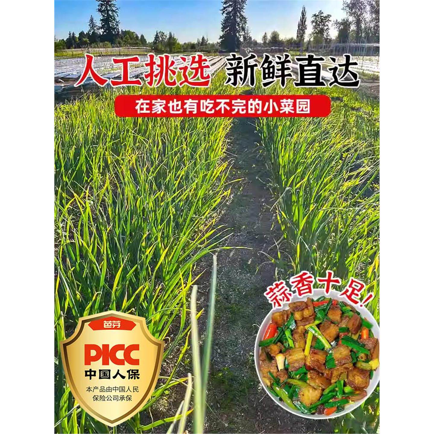 红根蒜苗种苔蒜川蒜大蒜种籽四季宽叶紫皮独头蒜农家蔬菜阳台盆栽