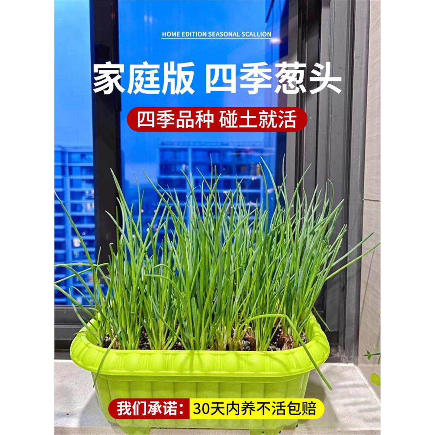 香葱头种子盆栽阳台四季小