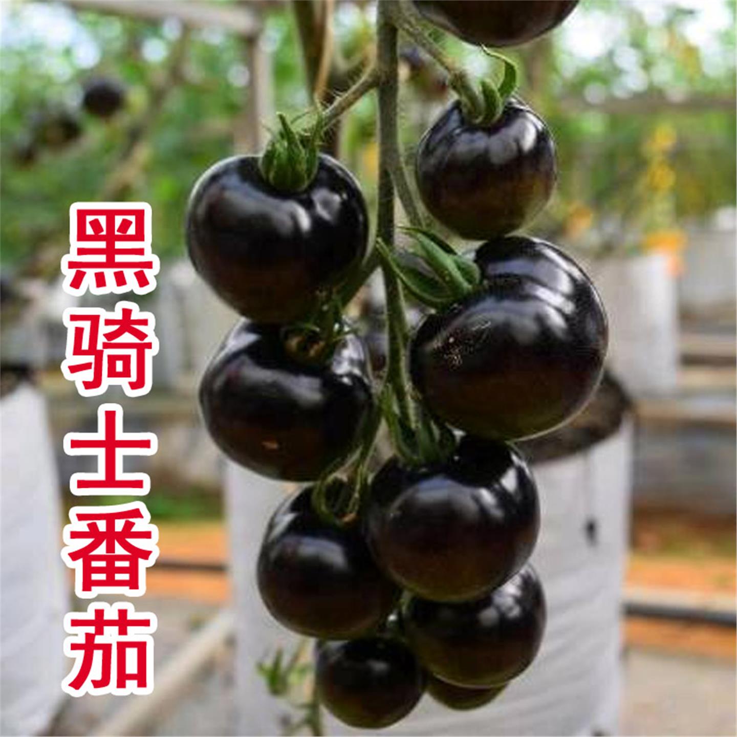 黑番茄种子骑士樱桃四季西