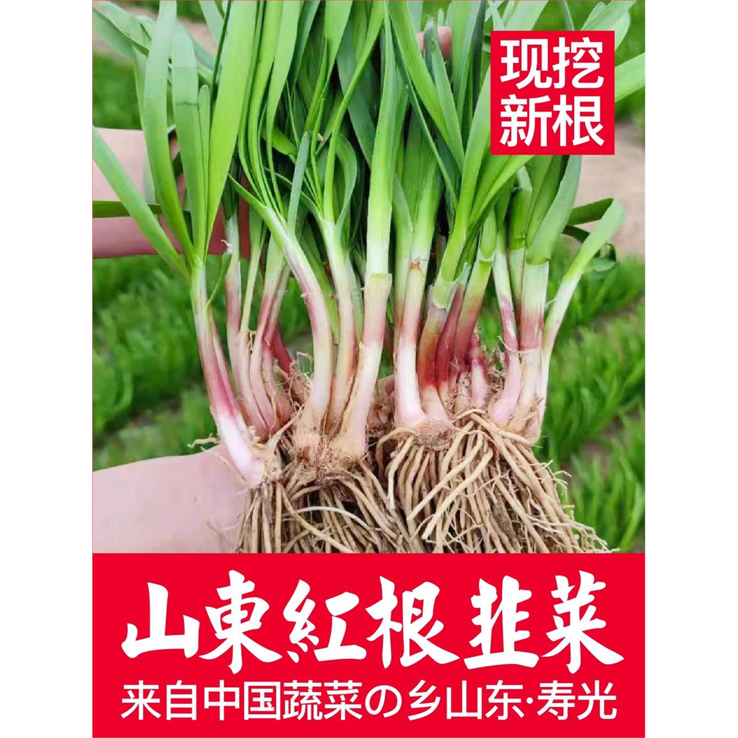 山东寿光红根韭菜现挖种子