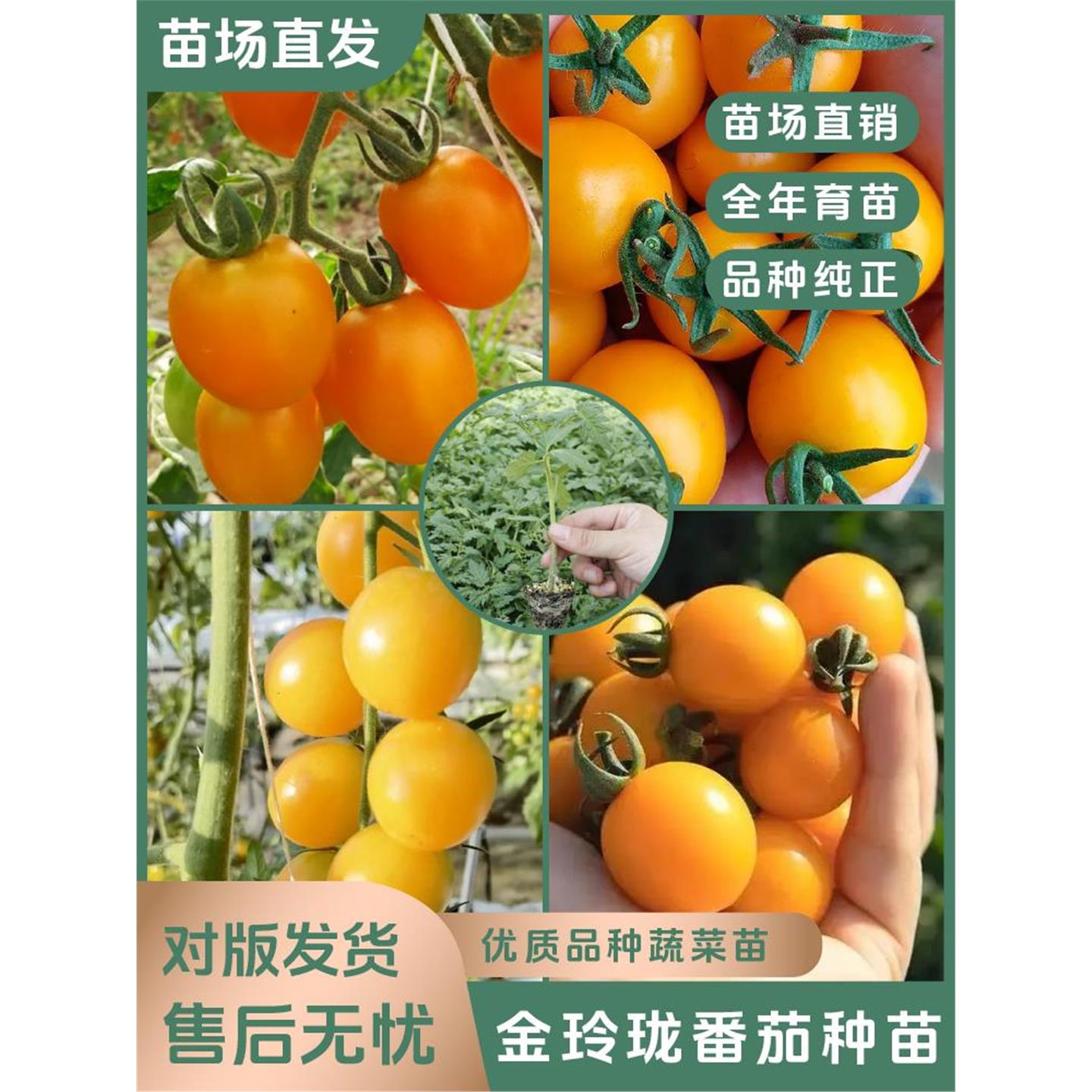 【黄圣女番茄苗】千禧小西