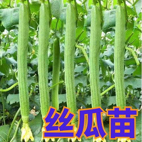 正宗高产苗子长丝瓜苗盆栽阳台