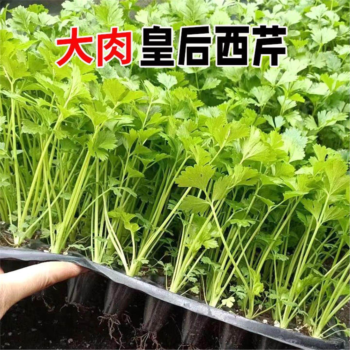 皇后芹菜苗西香根秧高产四