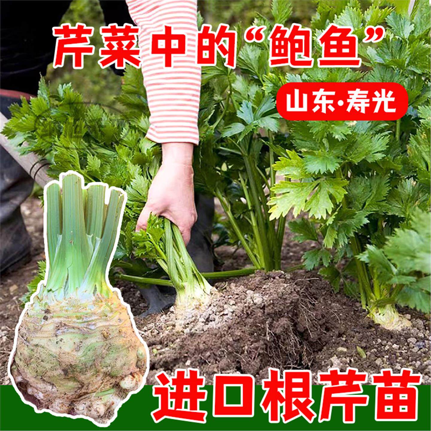 根芹苗特色蔬菜幼大疙瘩老