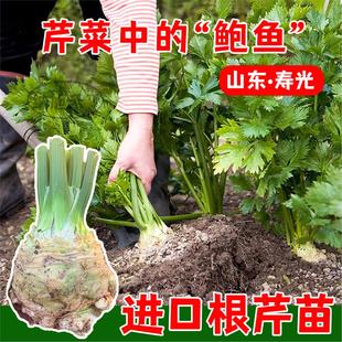 根芹苗特色蔬菜幼苗大疙瘩老桩种球菜苗种子芹菜根栽培春季疙瘩