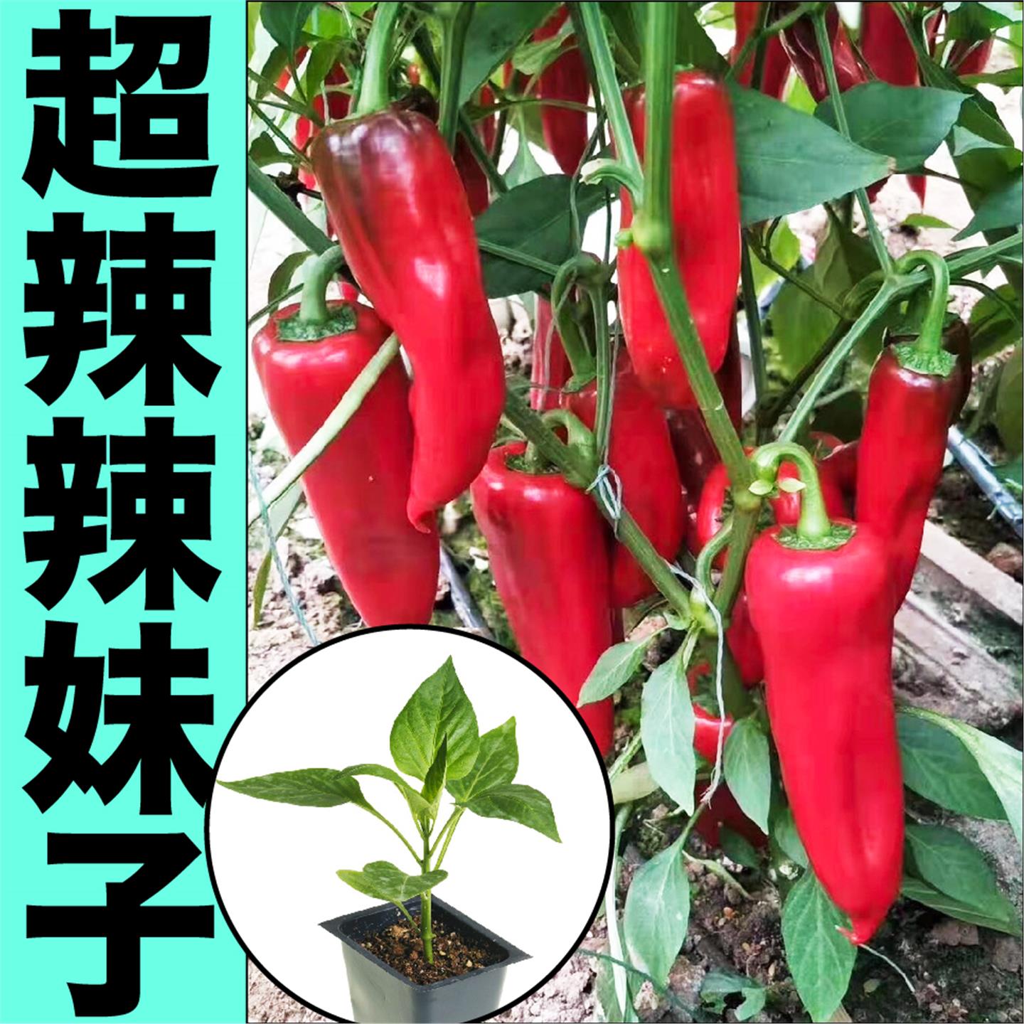 超辣特妹子椒苗秧种杭尖朝