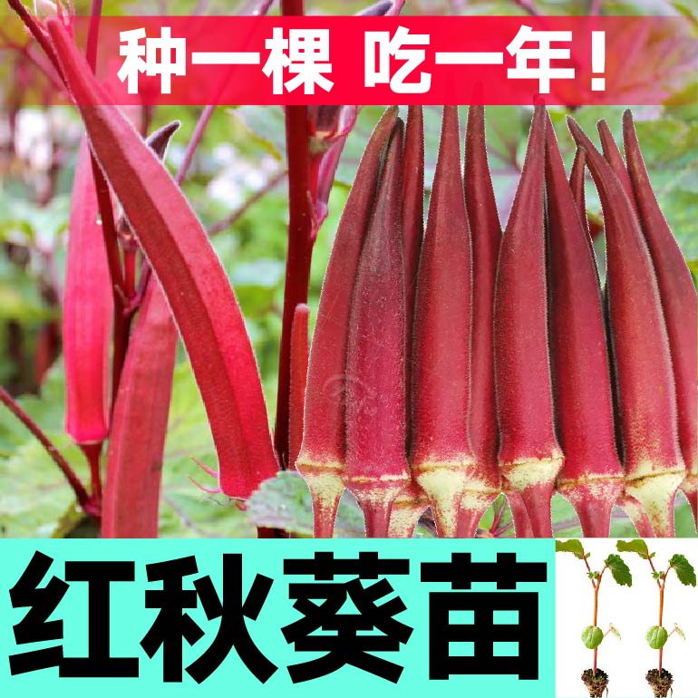 耐老红秋葵苗秧带土球超嫩