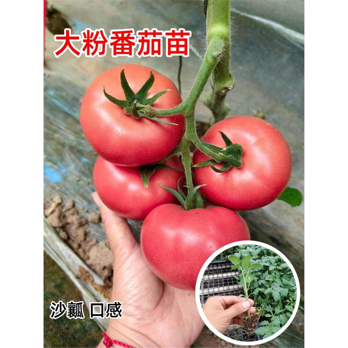 大粉番茄苗秧西红柿沙瓤子