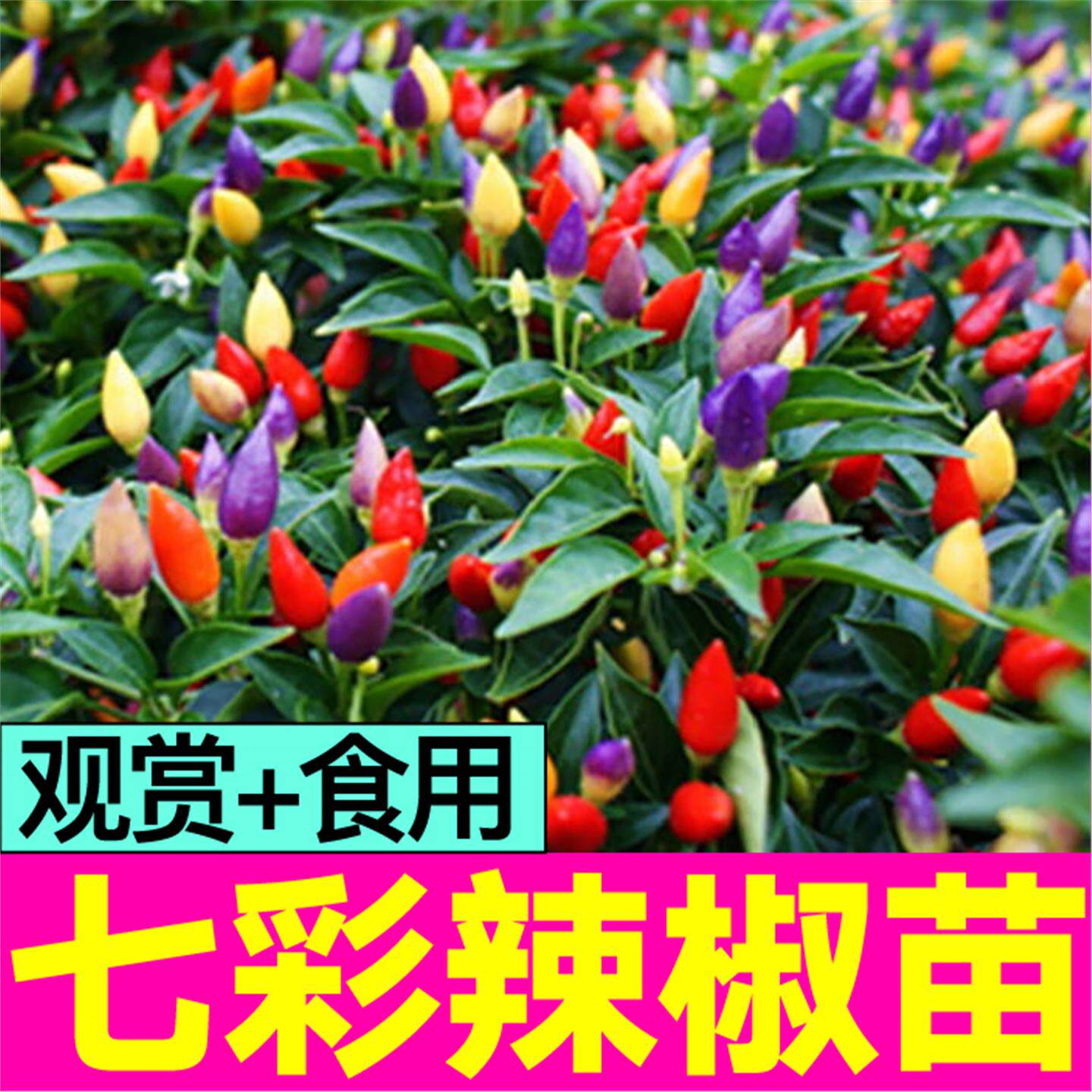山东寿光七彩五多辣椒秧苗