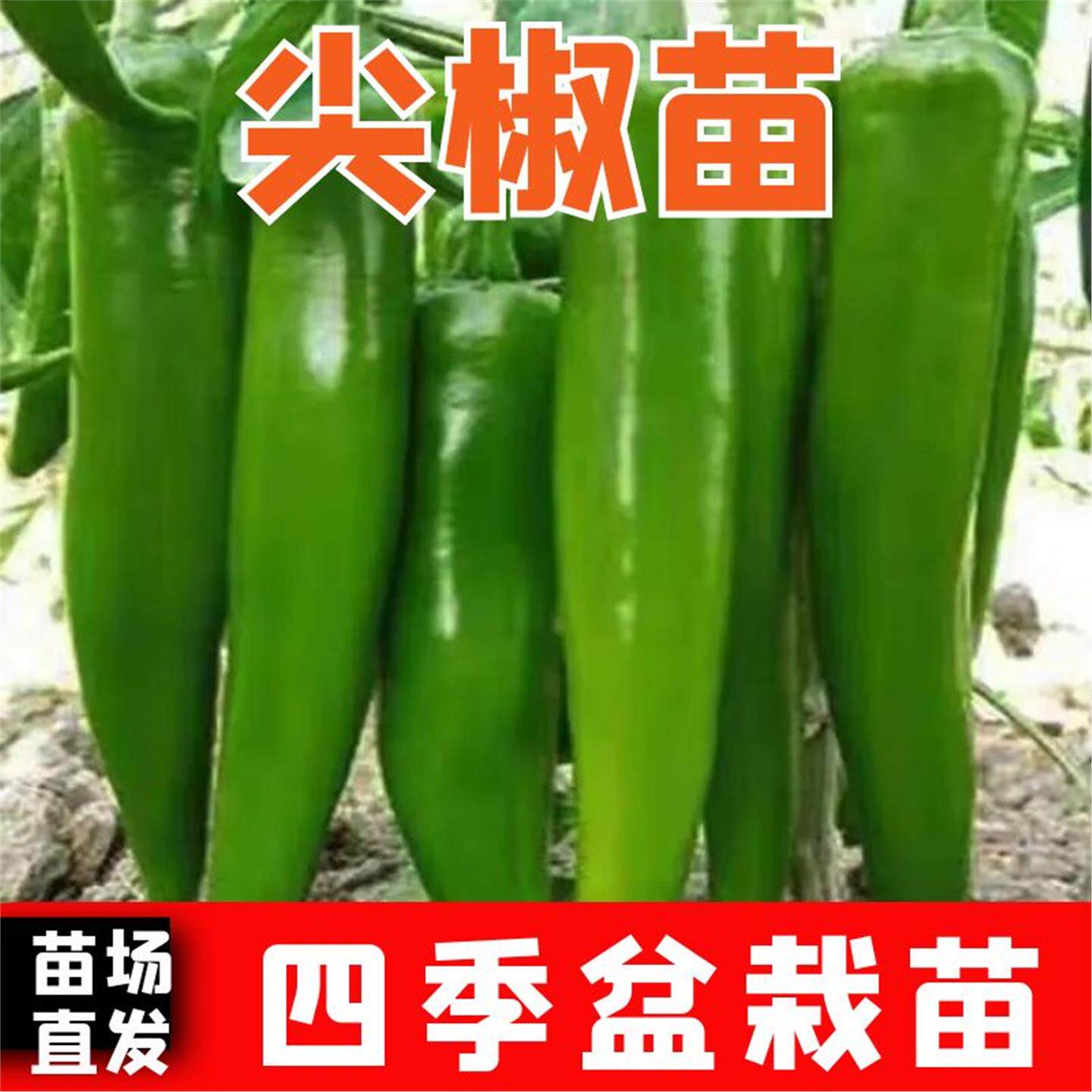 辣椒苗秧特大牛角羊青尖种