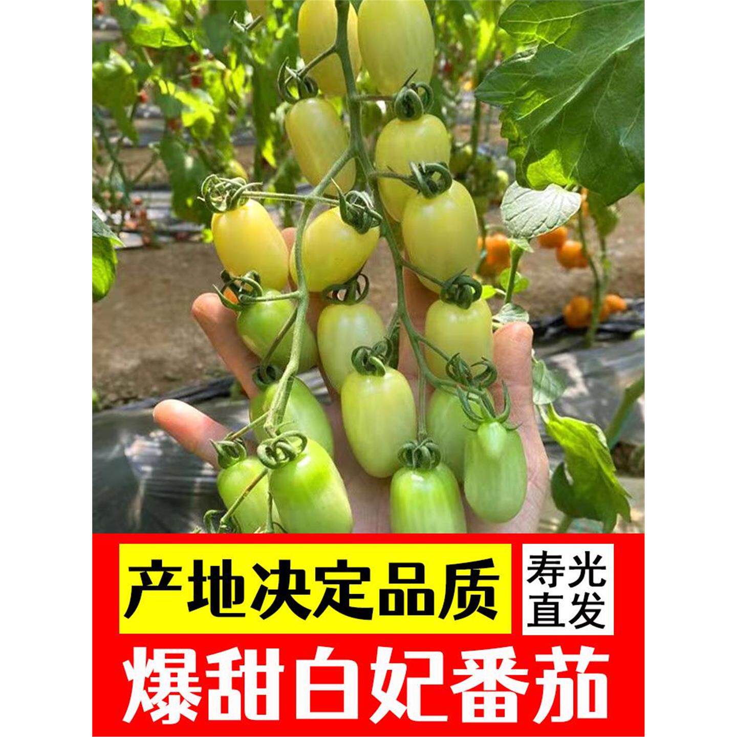 白妃番茄苗瀑布小高产阳台