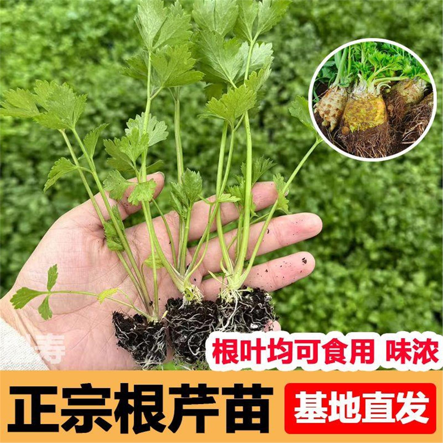 寿光根芹秧苗带土球四季阳