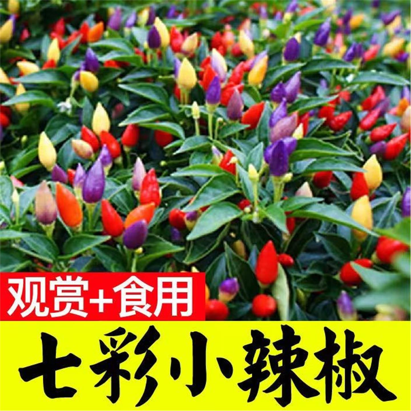 七彩辣椒秧苗春季四播五朝