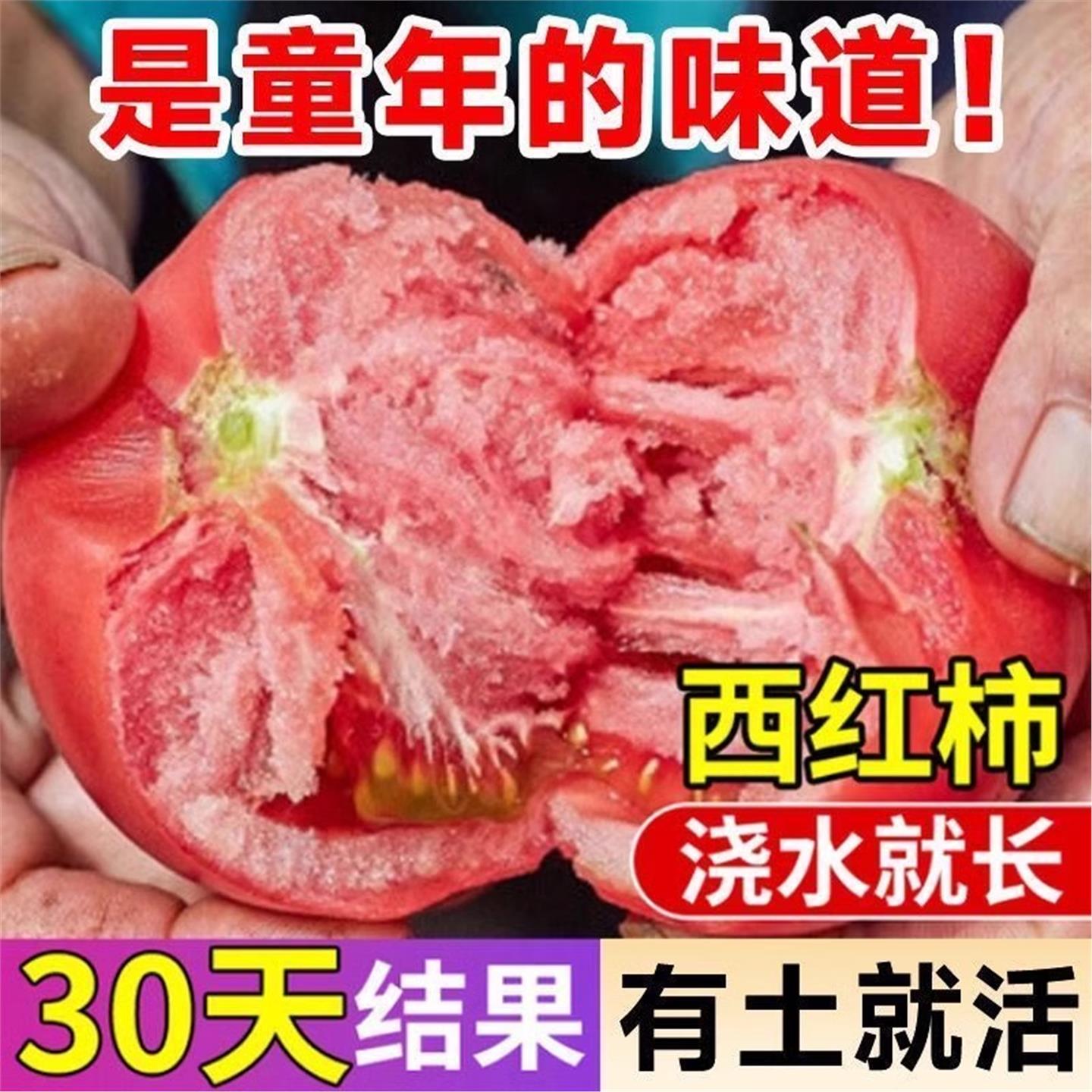 沙瓤西红柿种孑苗普罗旺斯