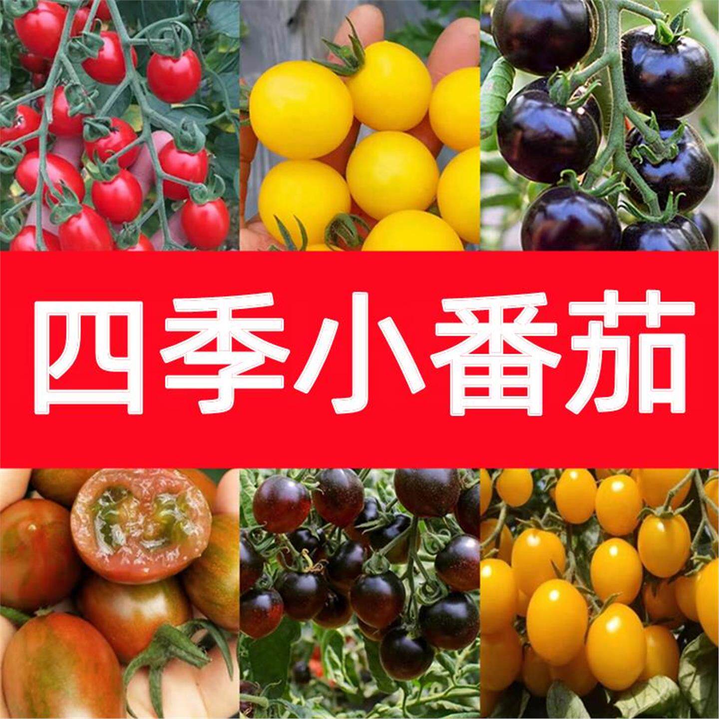 四季小番茄苗秧超甜千禧圣