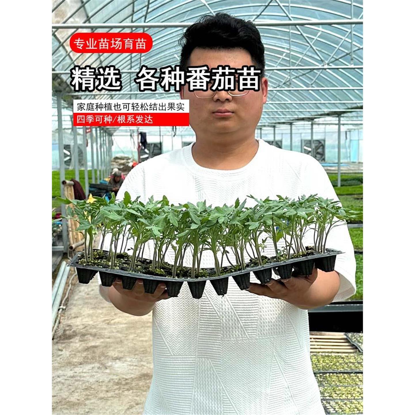 可混装辣椒苗辣椒秧苗西红柿圣女果番茄苗茄子苗正宗大果薄皮辣椒