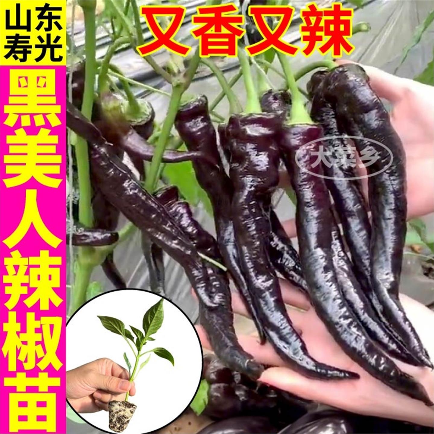 寿光黑美人辣椒苗秧四季高