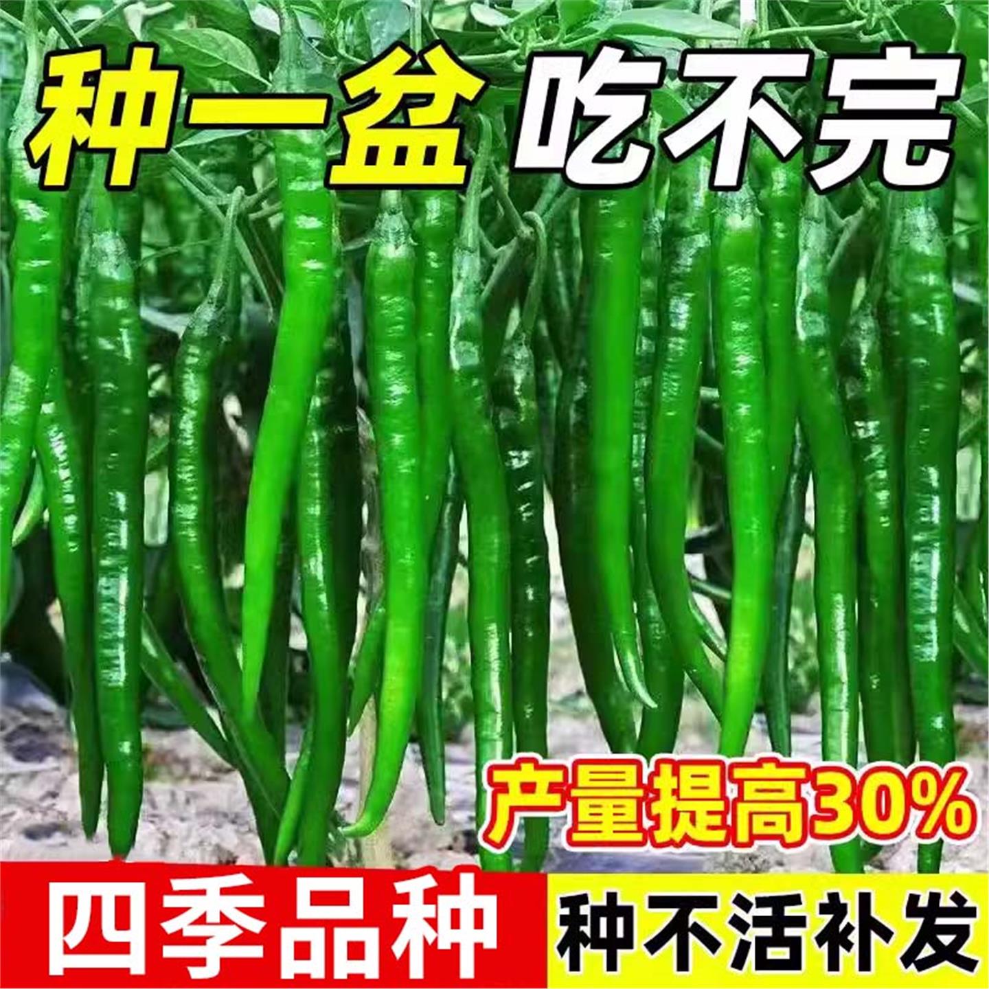 高产线椒辣苗长青尖二荆条