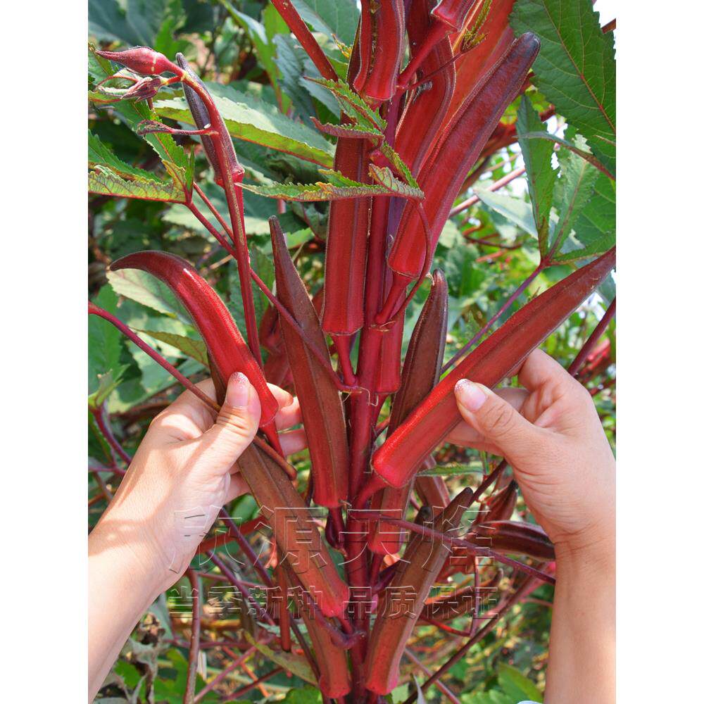 红秋葵种子四季水果蔬菜黄秋葵种籽春季农家易播阳台盆栽种苗种孑