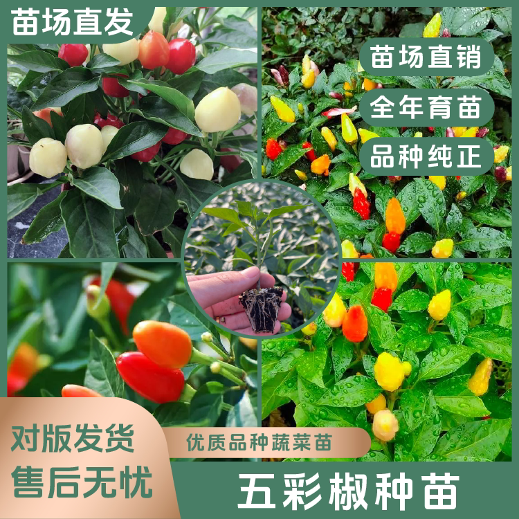 【五彩七椒苗】多辣观赏可