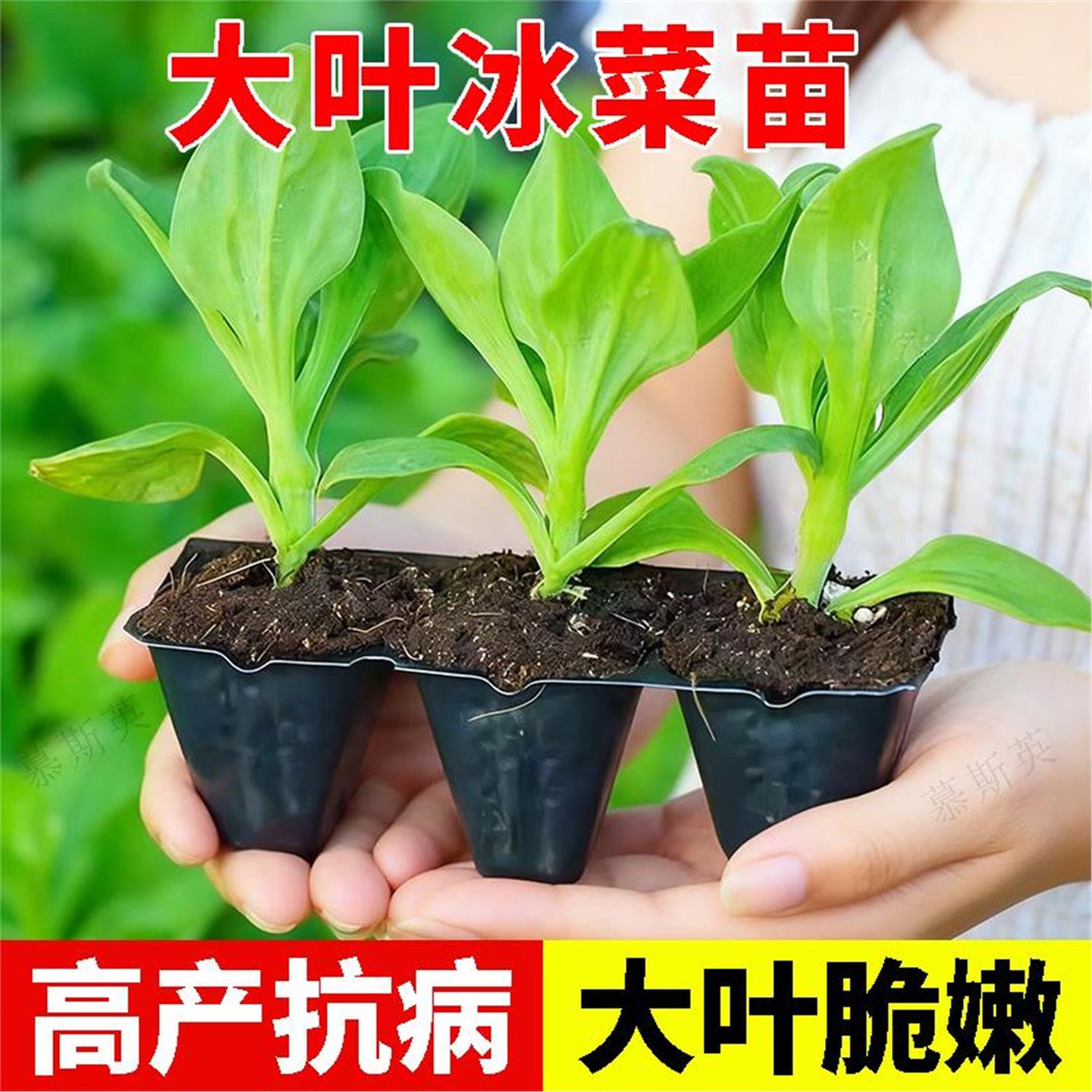 水晶四季大叶冰菜苗带土秧