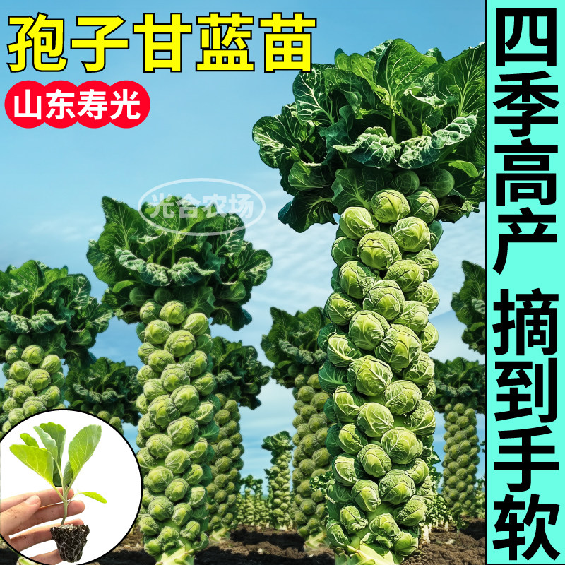 孢子甘蓝苗秧四季高产迷你