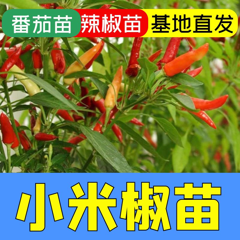 四季高产正宗苗阳台盆栽