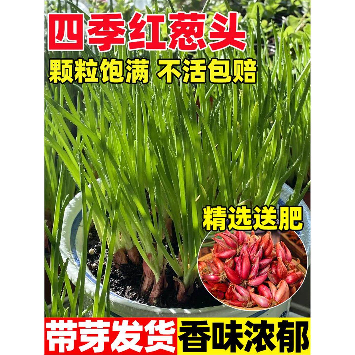 四季小香葱种头川家庭子籽