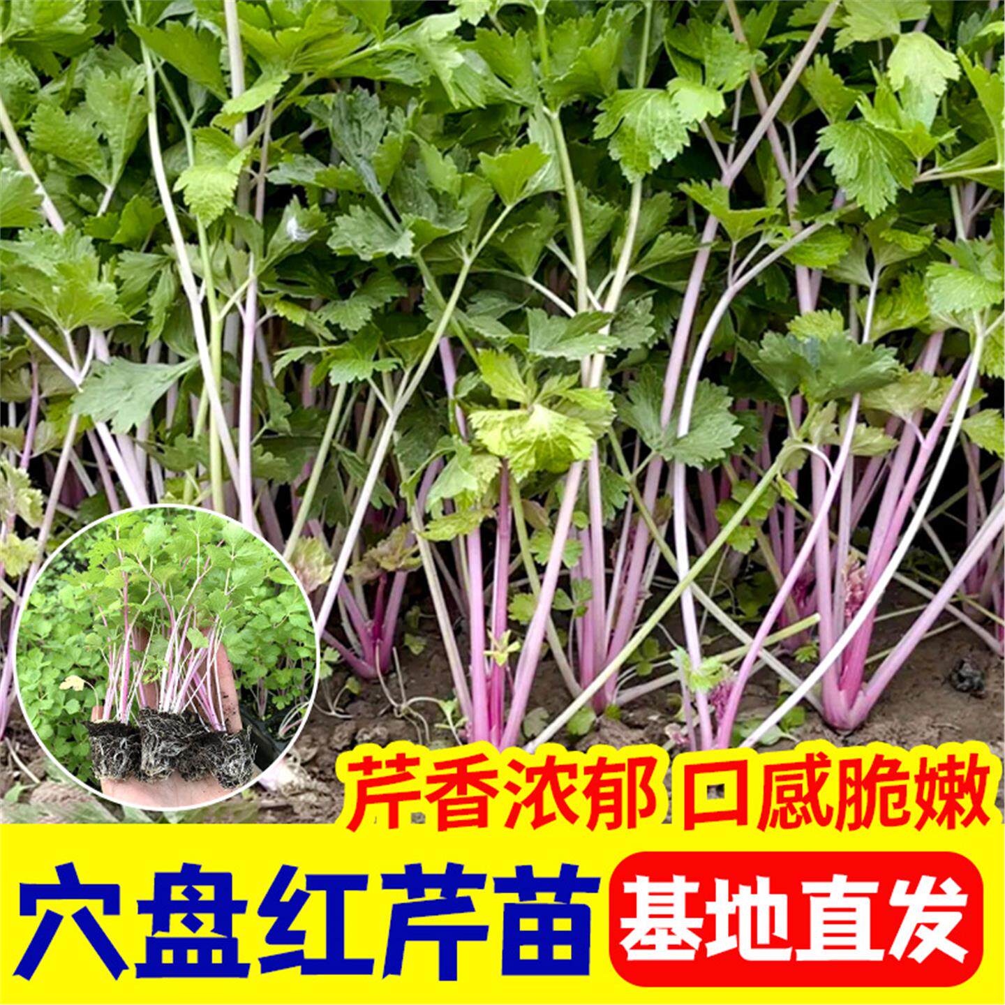 山东寿光紫红色香芹苗秧速