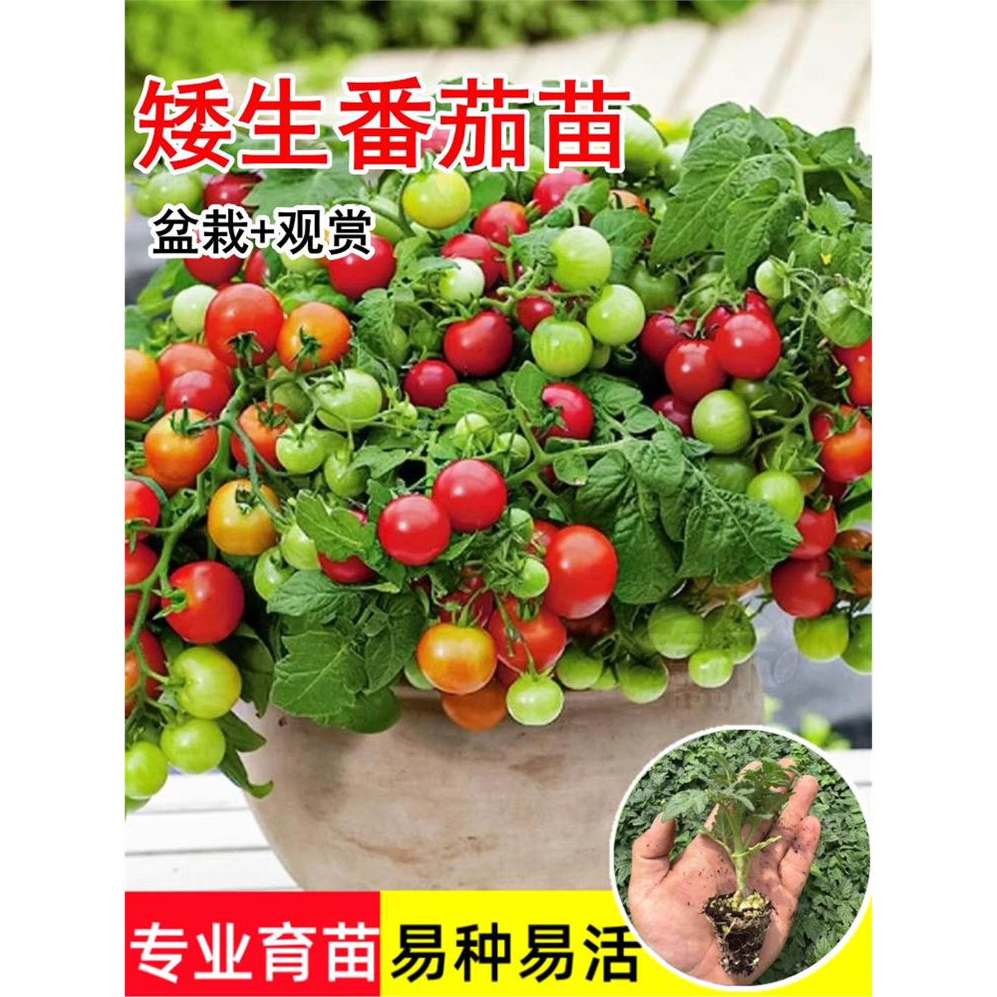 红矮生盆栽小番茄苗秧黄樱