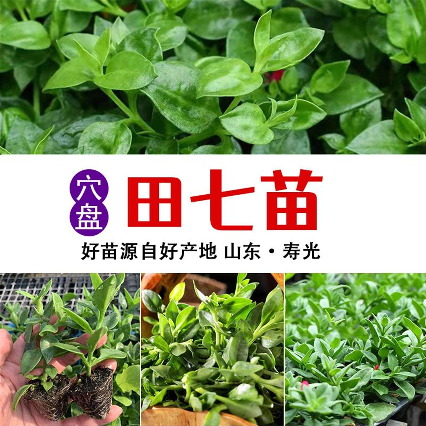 田七秧苗四季盆栽食用苗种子春季种田七阳台庭院四季蔬菜种子