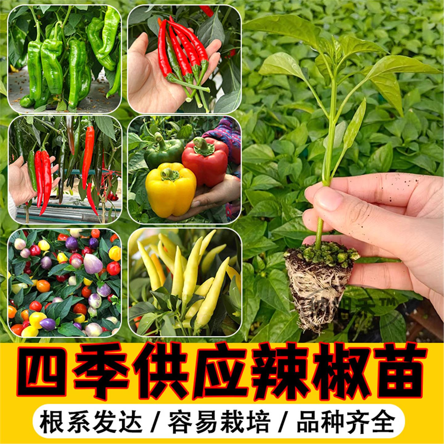 各种辣椒苗子秧麻籽薄皮虎