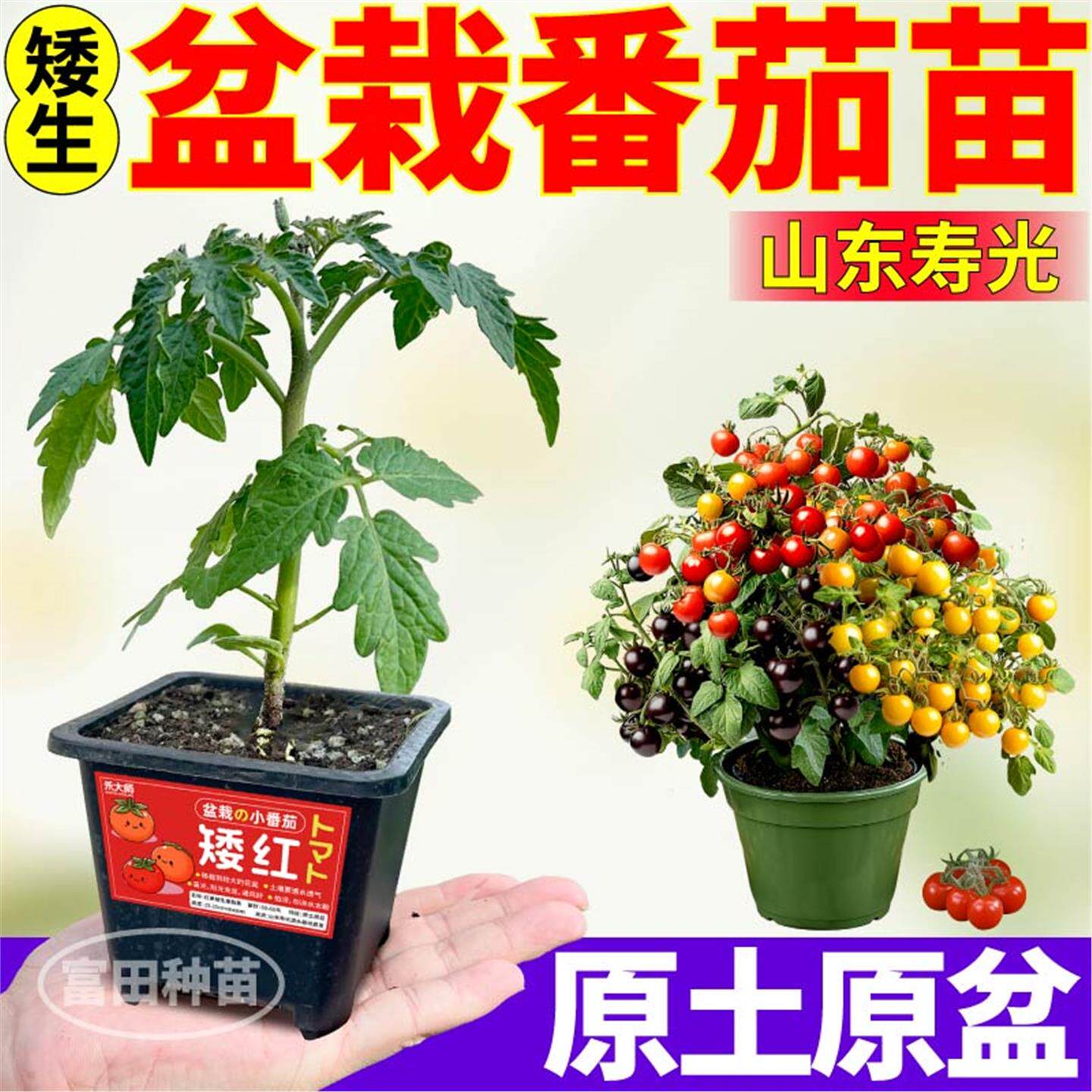 山东寿光爆盆超甜红黄黑矮