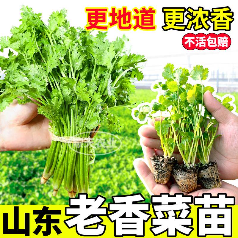 山东寿光老香菜苗秧四季大
