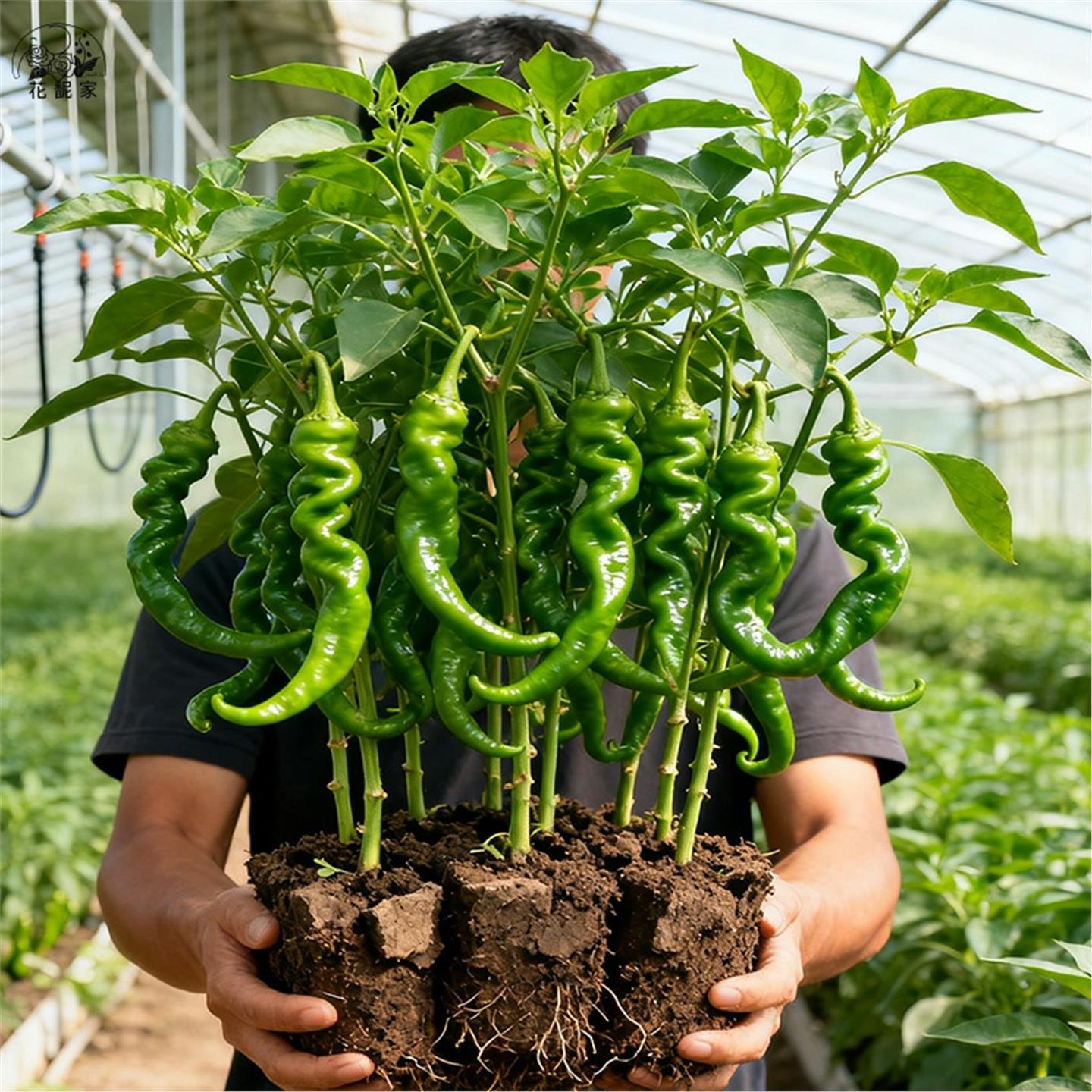 螺丝椒苗带土辣香种薄皮新