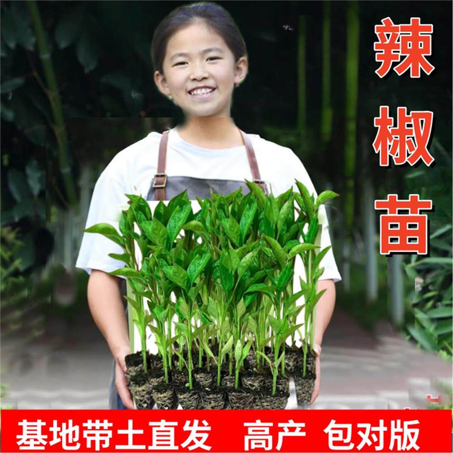 【湖南基地直发】辣椒苗高