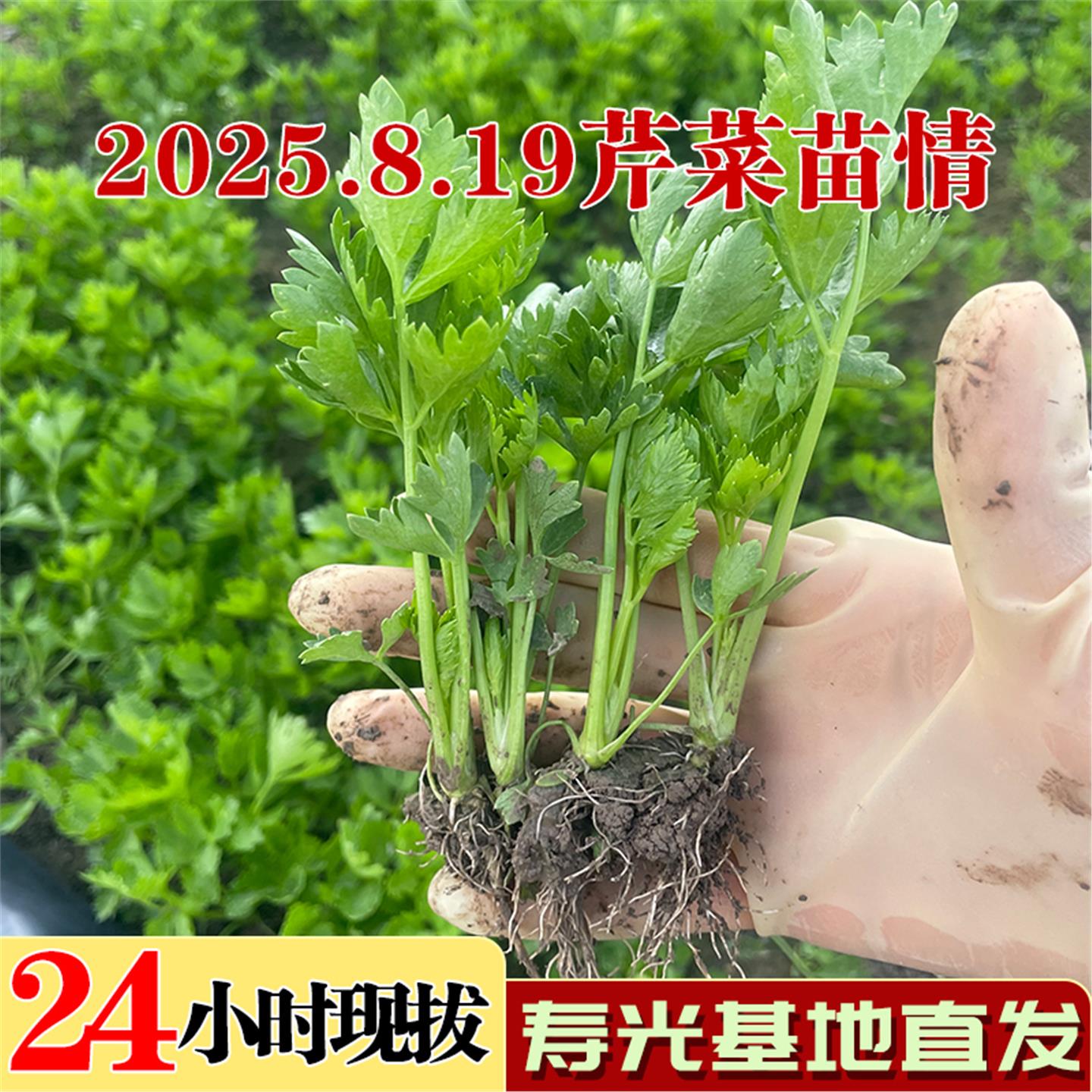 四季小香芹苗秧法国皇后西