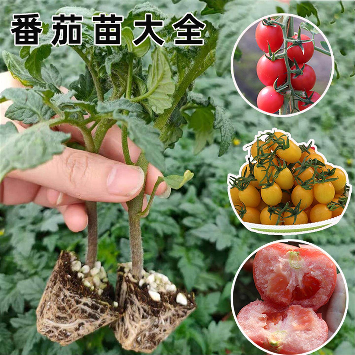 正宗千禧小番茄苗秧超甜圣