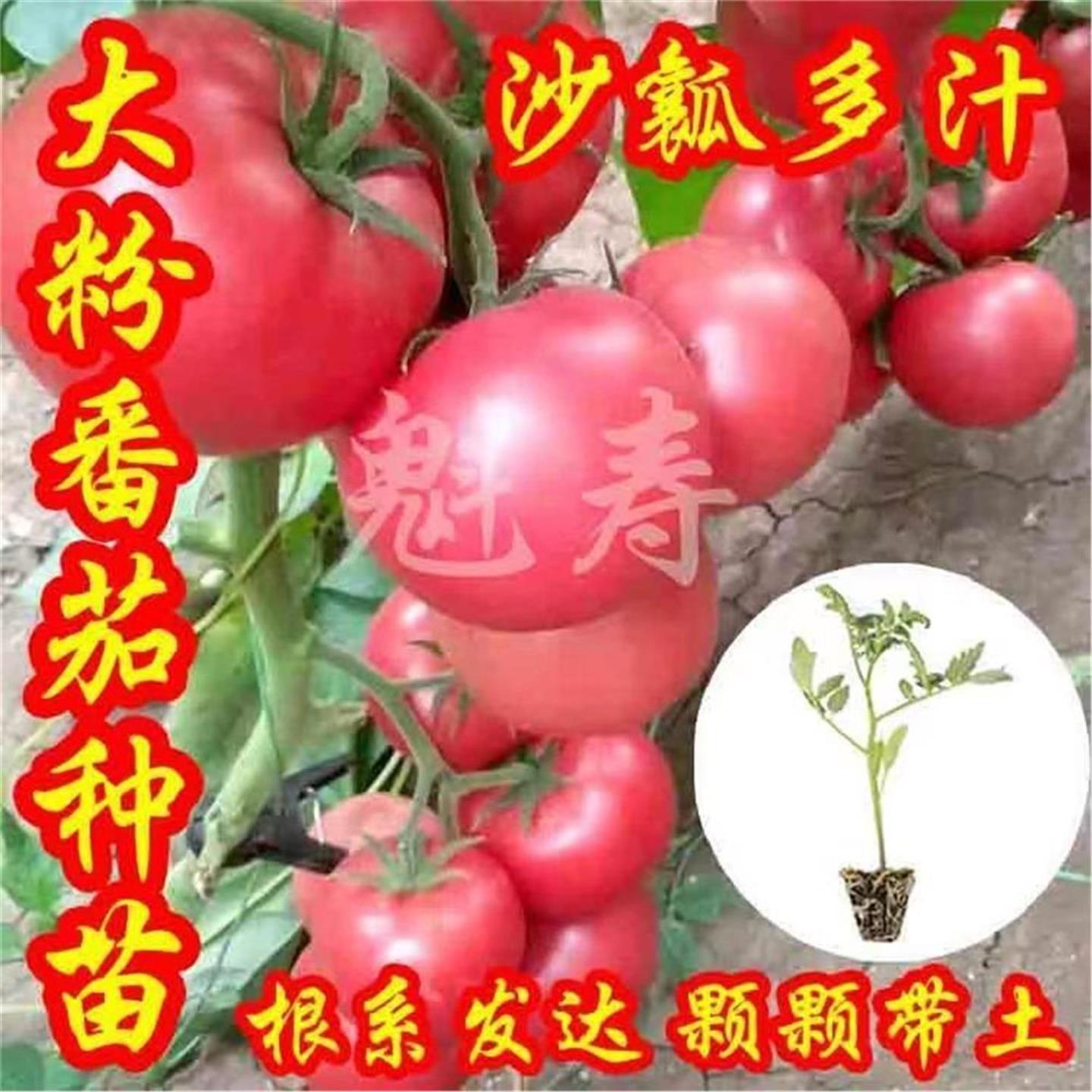大粉果番茄种子籽苗西红柿