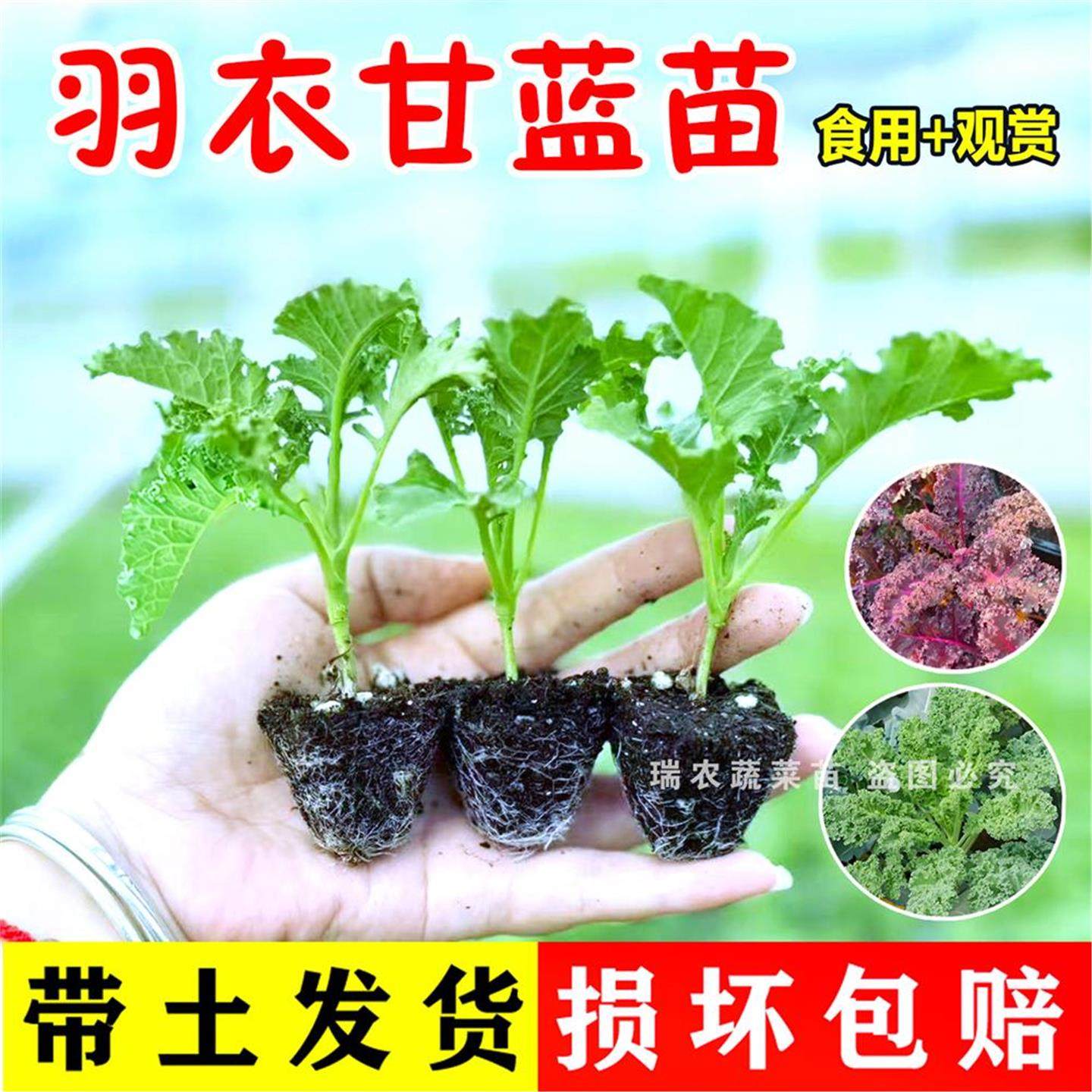 羽衣甘蓝苗盆栽大菜种子绿