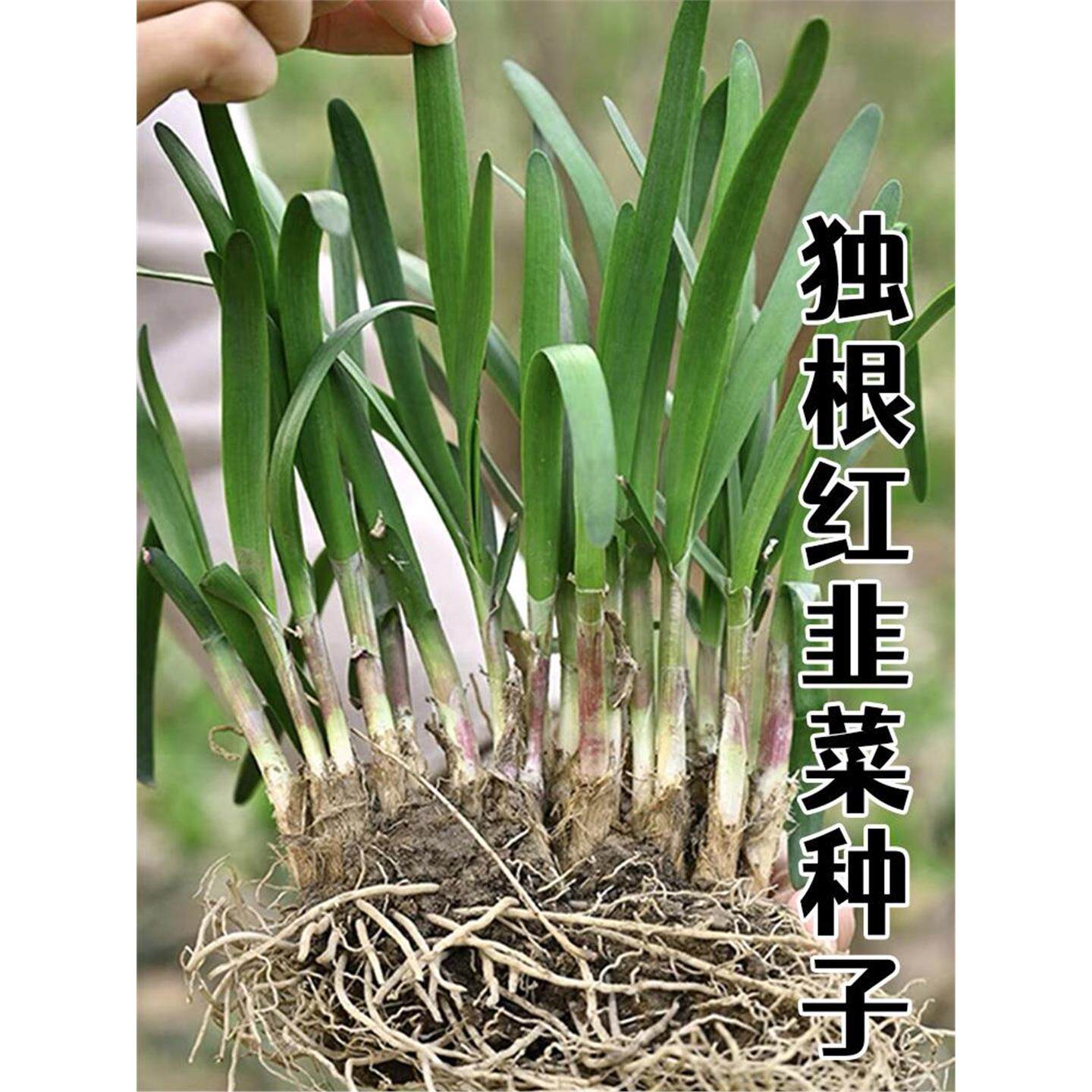 新韭菜根苗四季非白现挖大