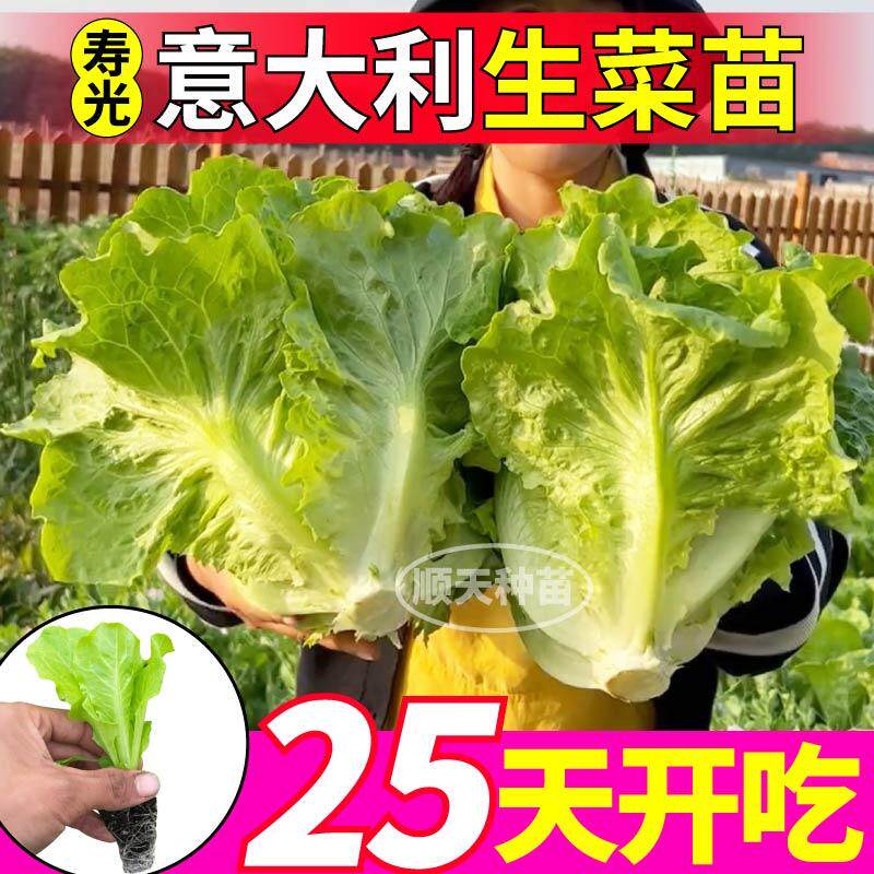 生菜意大利苗秧穴盘带土盆