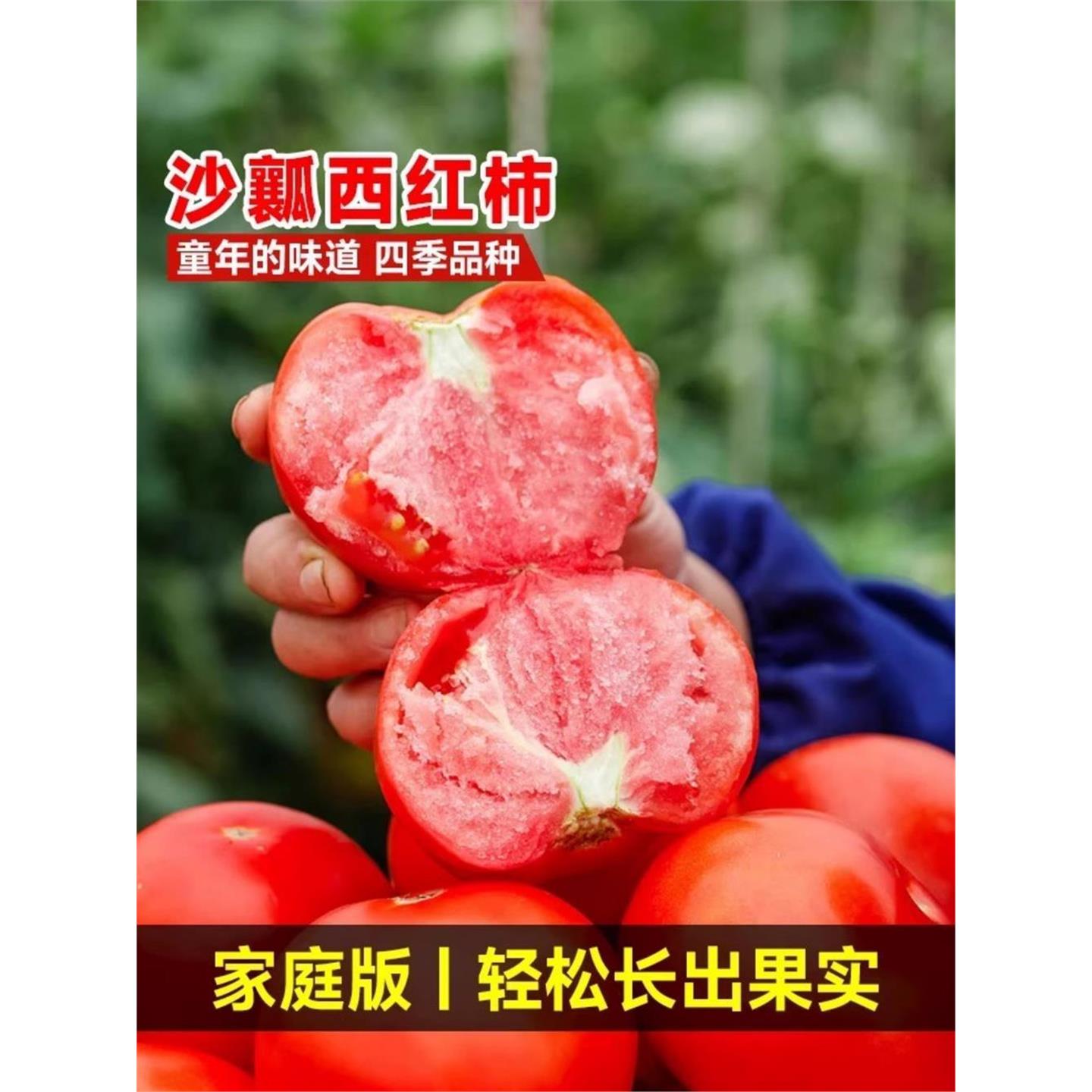 沙瓤西红柿种孑秧苗普罗旺