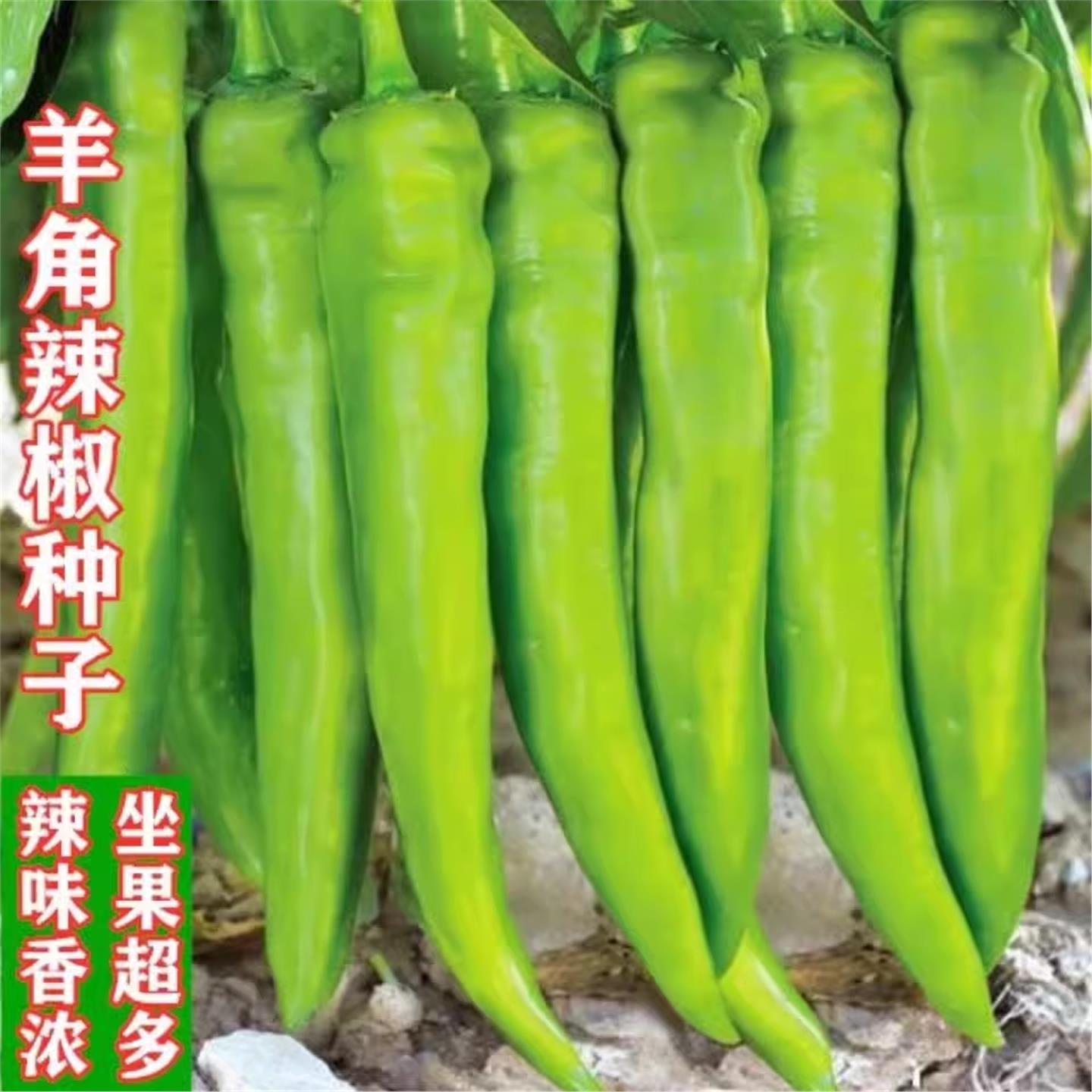 特大牛角椒种子果羊青尖辣