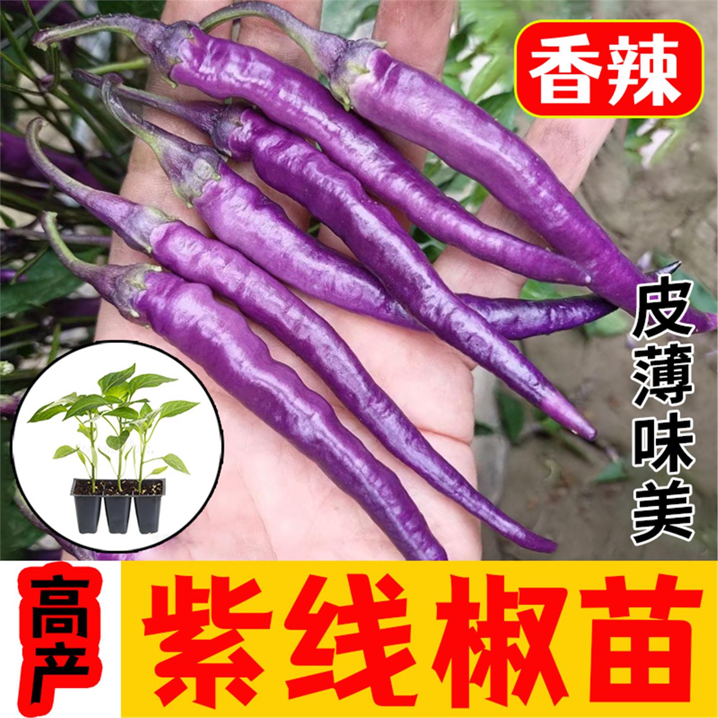 高产紫线椒辣苗二荆条南方