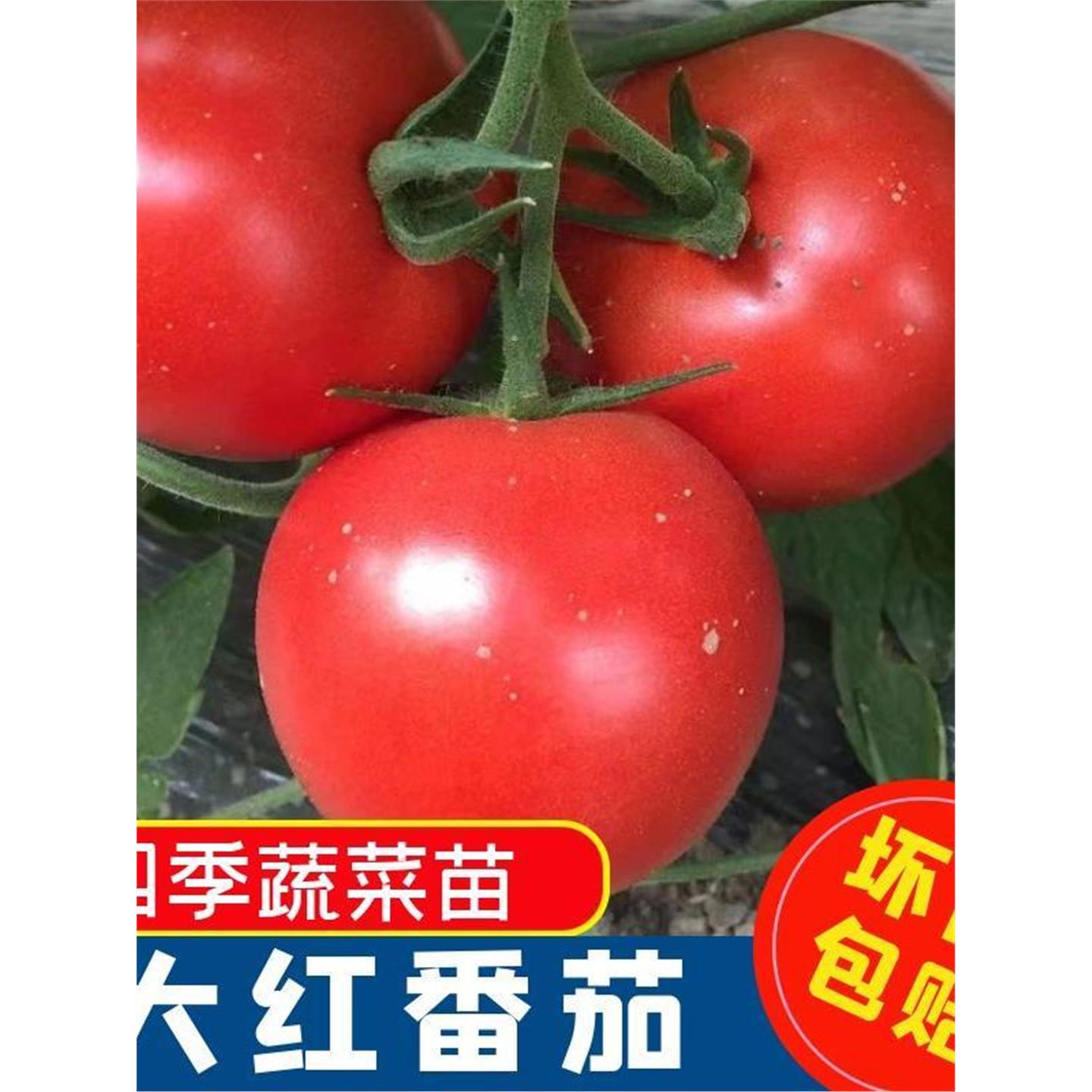 早熟大红番茄苗秧高产抗病