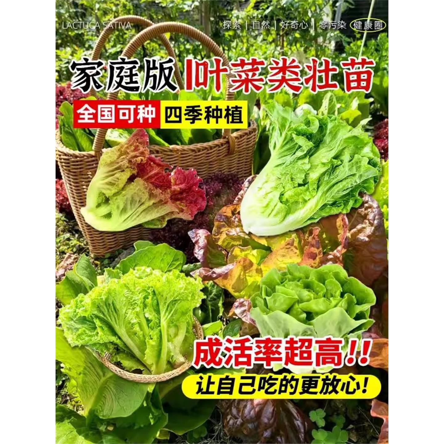 奶油生菜苗秧带土根意大利