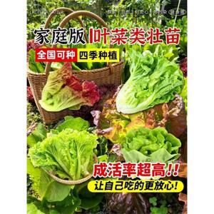 奶油生菜苗秧带土根意大利