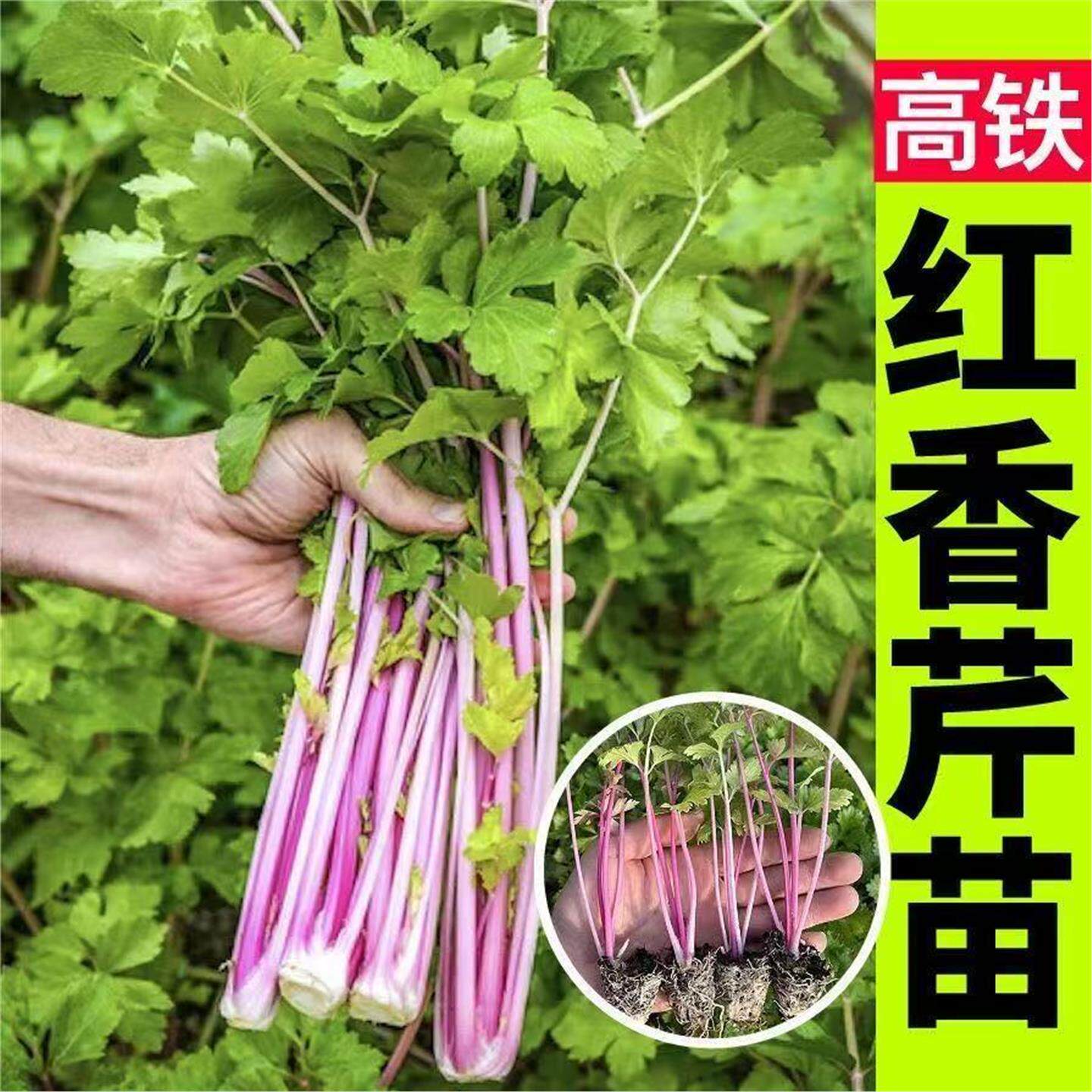 西芹苗幼苗秧苗种子皇后大西芹菜苗蔬菜苗红芹小香芹寿光四季盆栽